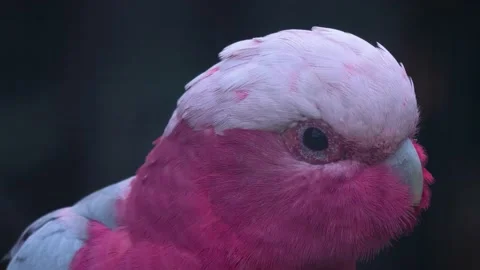 Close up of a pink parrot  스톡 동영상 217398488