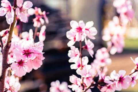 Close up of pink peach tree blossoms Stock Photos