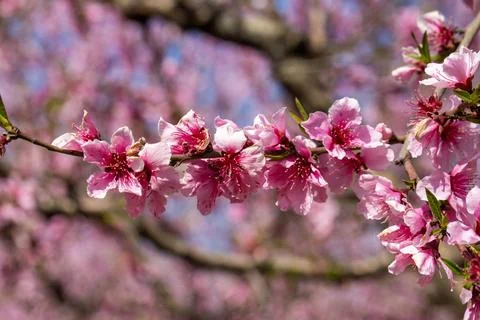 Close up of pink peach tree blossoms Prunus persica blooming on branch in s.. Stock Photos