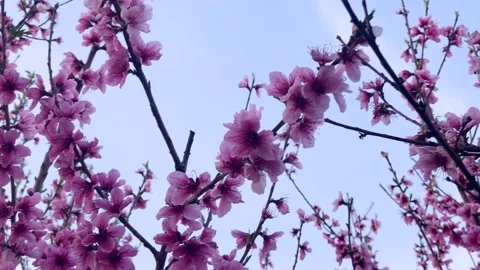 Close Up of pink peach trees blooming branches Stock Footage 148113630