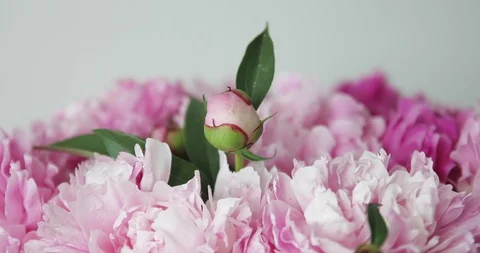Close-up of pink peonies. Stock Footage 94460762