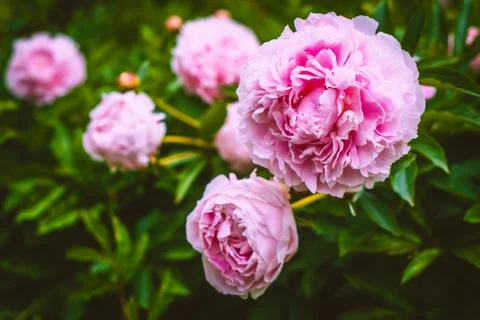Close-up of Pink Peonies Stock Photos