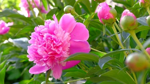 Close up of pink peony in a full bloom in garden. Stock Footage 110993519
