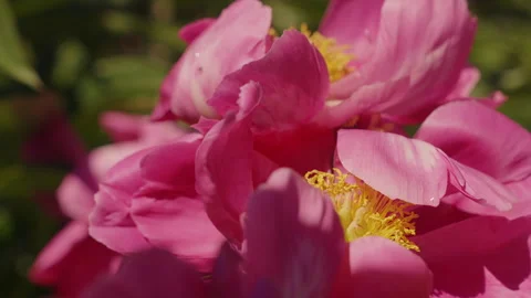 Close Up of Pink Peony Petals With Bright Yellow Stamens in Bloom Stock Footage 337767415