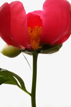 Close up of pink peony. Stock Photos