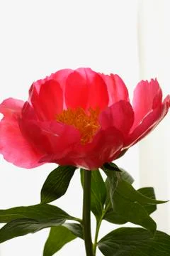 Close up of pink peony. Stock Photos