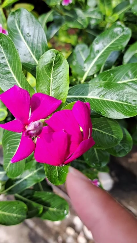 Close up of Pink Periwinkle Flower Under Rain Stock Footage 331415161