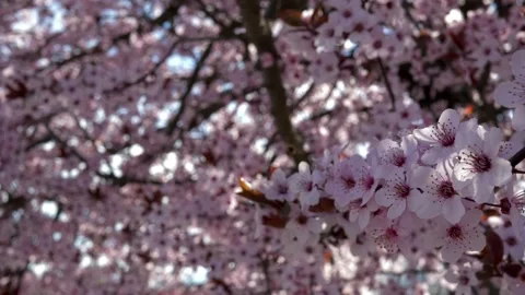 Close up pink petals of cherry tree illuminated by sun rays. Video stock 153838268