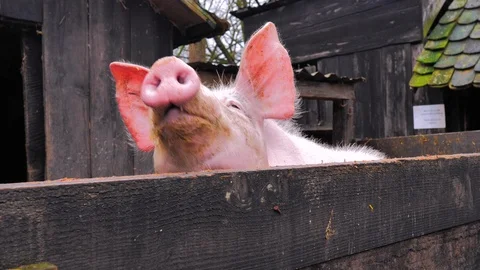 Close-up of pink pig with big ears Stock Footage 124472995