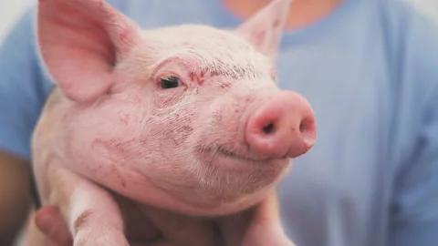 Close-up of a pink piglet in the hands of a farmer.  Vidéo 178120318