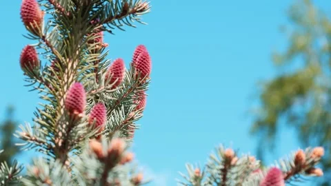 Close-up of pink pine cones on evergreen branch against blue sky Stock Footage 337536864