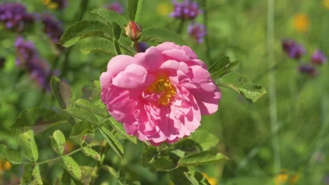 Close up of pink prairie dawn rose blooming in natural environment Stock Footage 344551172