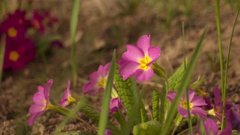 Close-up of pink primrose flowers with grass swaying, pan left to right 動画素材 332012662