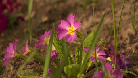 Close-up of pink primrose flowers with grass swaying in spring breeze Video stock 332013147