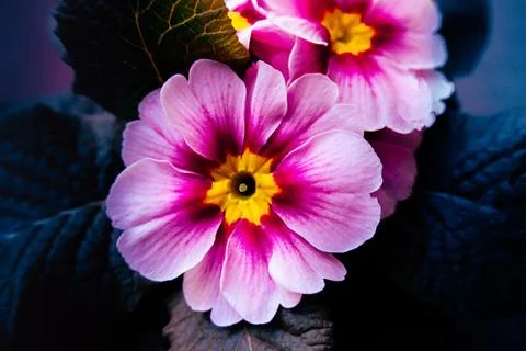 Close-up of a pink primrose. Stock Photos