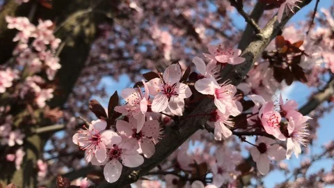 Close-up of pink prunus tree flowers in the warm wind of spring Vidéo 105674729