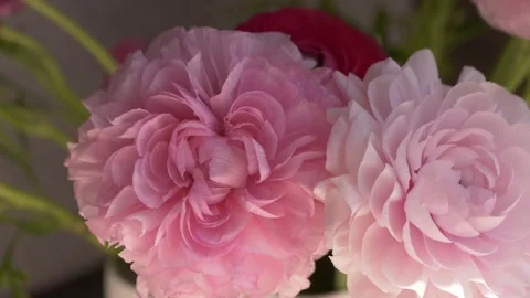 Close-up of pink ranunculus flowers Ranunculus asiaticus in soft natural light Video stock 335652763