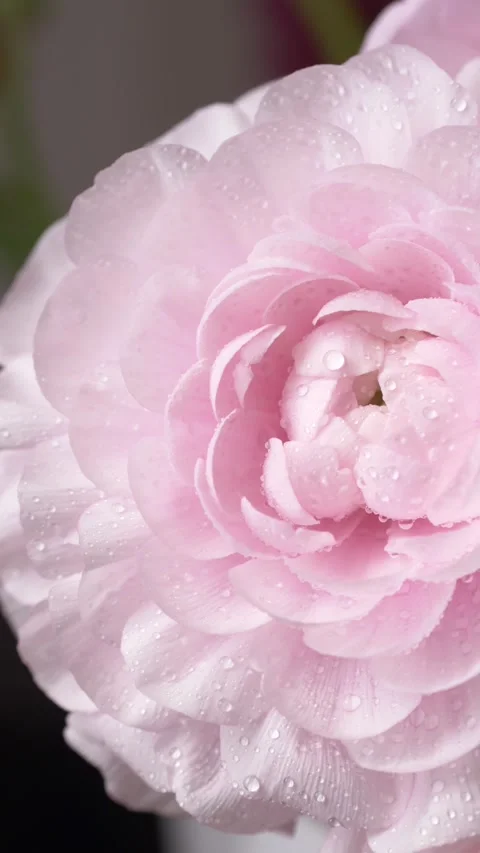 Close up pink ranunculus with water drops creates luxury beauty aesthetic for Stock Footage 335144419