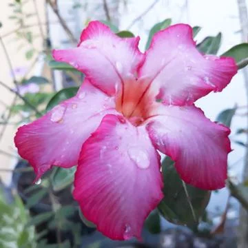Close up Pink red flower 스톡 사진