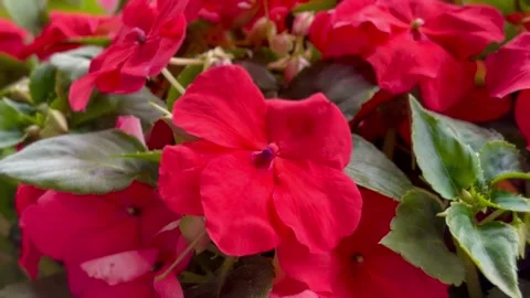 Close-up Pink - Red Impatiens blooming flowers video Stock Footage 276966944