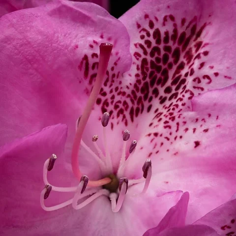 Close up of pink Rhododendron flower Stock Footage 237331027