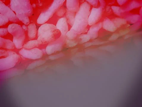 Close up of pink rice cracker on black background with copy space. Stock Illustration