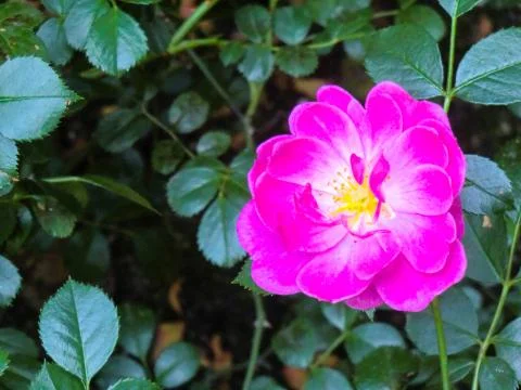 Close up of a pink Rosa Multiflora Stock Photos