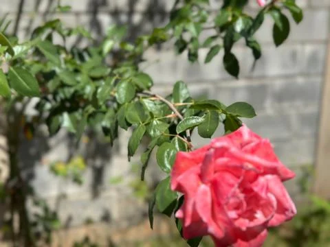 Close-up of a pink rose in bloom Stock Photos
