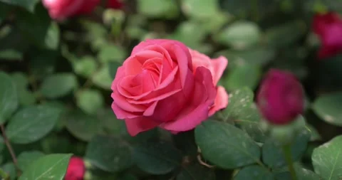 Close-Up pink rose blooming in a lush summer garden Stock Footage 342242543