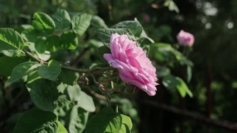 Close-up of a pink rose blooming in soft natural light Stock Footage 318550156