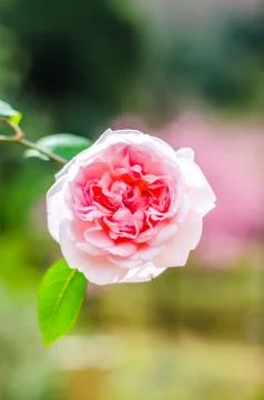 Close up pink rose with blurred background Foto stock