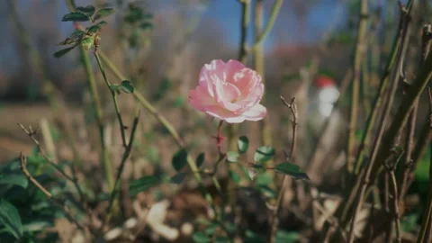 Close-up of a pink rose capturing delicate petals and natural textures Stock-Footage 331138694