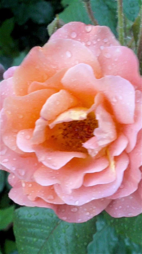 Close-up of a pink rose flower covered with raindrops Stock Footage 338287123