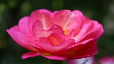 Close up of a pink Rose flower Stock Footage 79044025