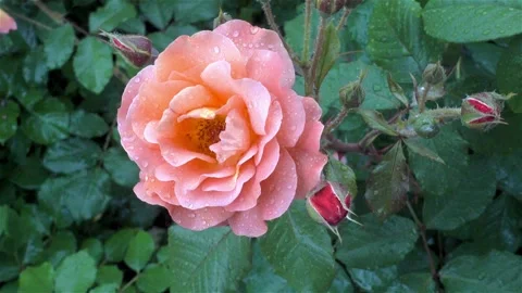 Close-up of pink rose flower with water drops in garden Video stock 337448083