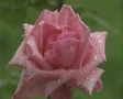 Close up of pink rose SD Footage