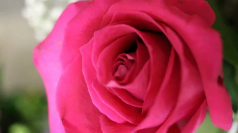Close-Up of Pink Rose Stock Footage 36034506
