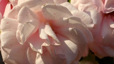 Close Up Pink Rose Stock Footage 79659794