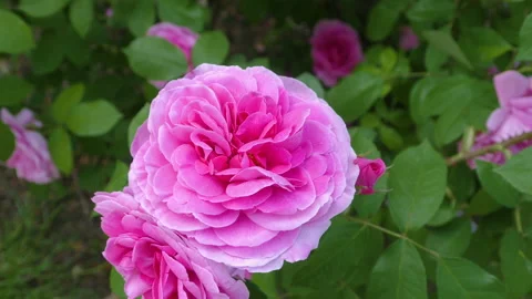 Close up of pink rose. Stock Footage 131394892