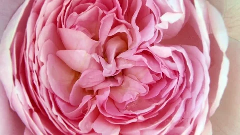 Close-up of pink rose Stock Footage 321001058