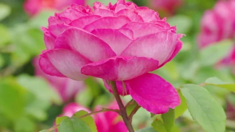 A close-up of a pink rose in full bloom Vídeos de archivo 329667027