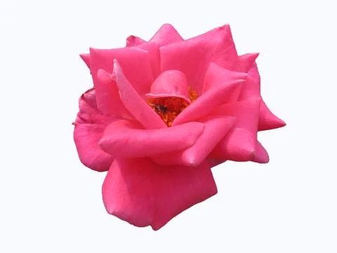 Close up of pink rose with insect inside on white isolated background 写真素材