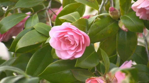 Close up of pink rose moving in the wind Video stock 522753
