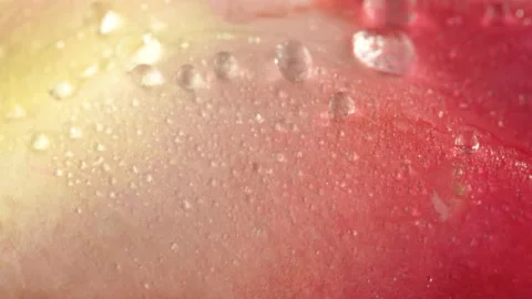 Close up of pink rose petal texture with falling water drops Stock Footage 155355964