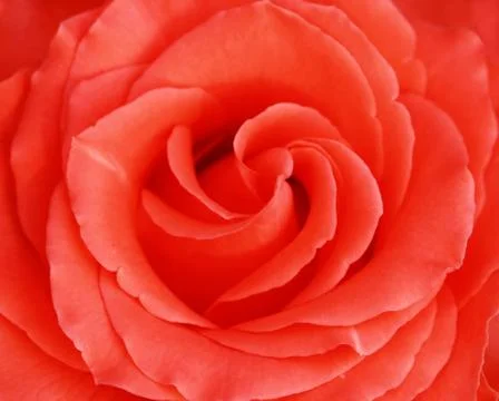 Close up pink rose Stock Photos