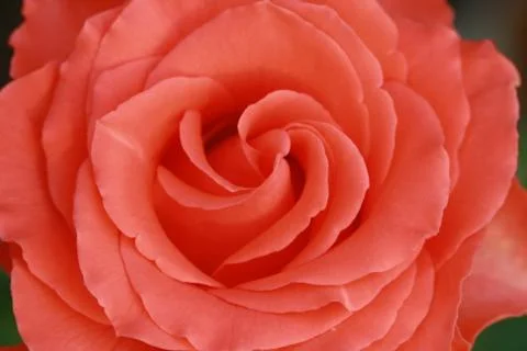 Close up pink rose Stock Photos