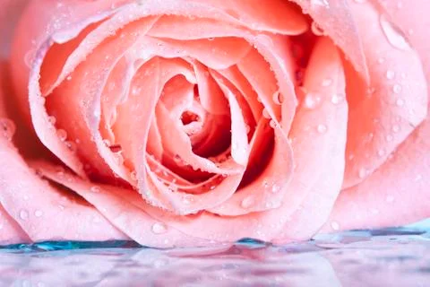 Close up on a pink rose Stock Photos