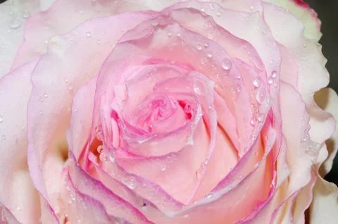 Close up of the pink rose Foto stock