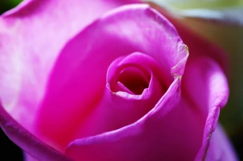 Close up of pink rose Stock Photos