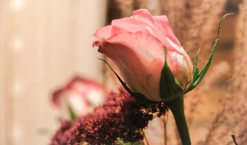 Close up of pink rose Stock Photos